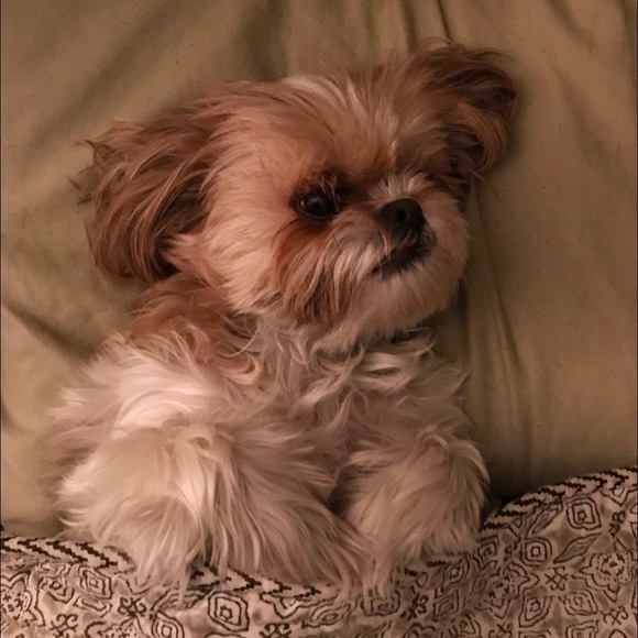 Meet your Posher, Toni - Picture 3 of 4